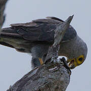 Dickinson's Kestrel