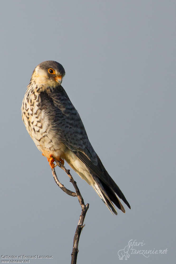 Amur Falcon female adult, close-up portrait