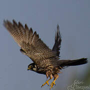 Eurasian Hobby