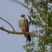 Eurasian Hobby