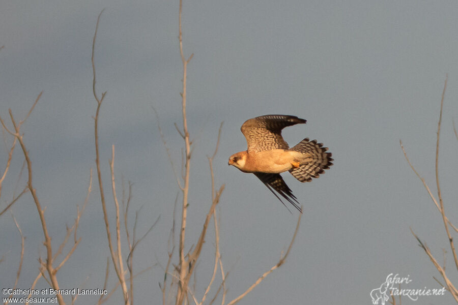 Red-footed Falcon female adult, Flight