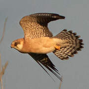 Red-footed Falcon