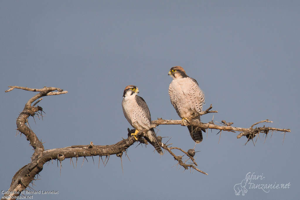 Lanner Falconadult breeding, pigmentation