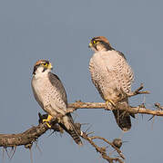 Lanner Falcon