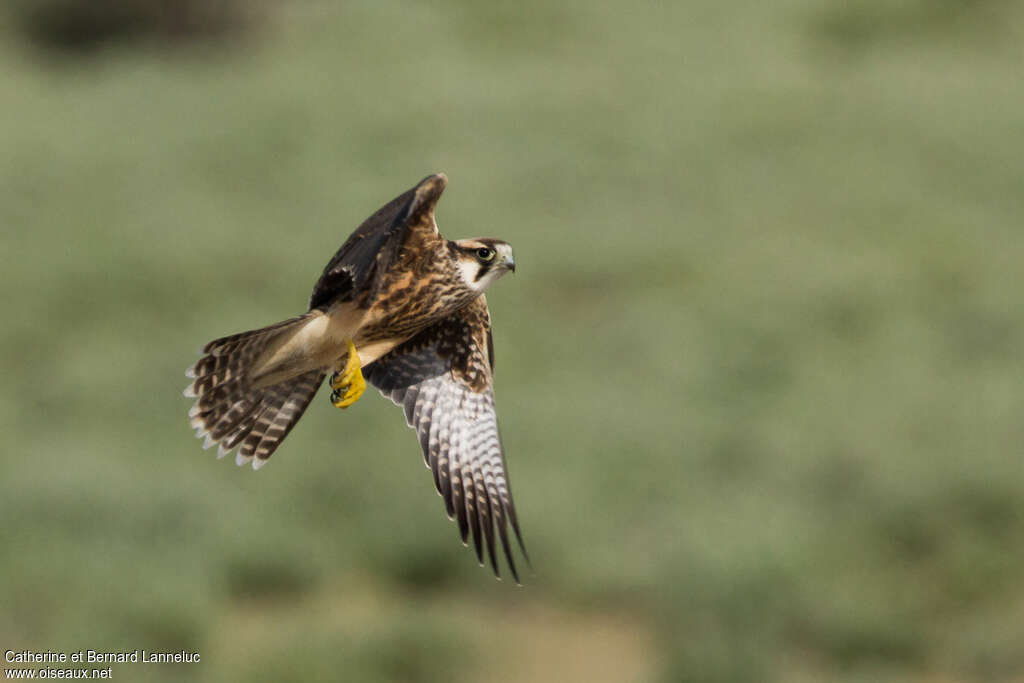 Lanner Falconimmature, Flight