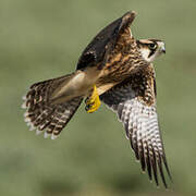 Lanner Falcon