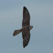 Lanner Falcon