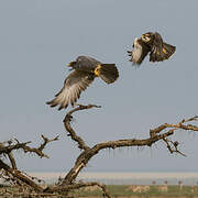 Lanner Falcon