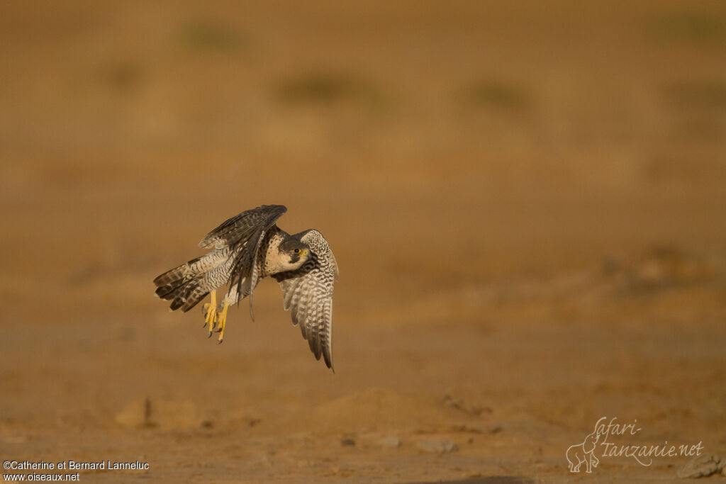 Peregrine Falconadult, Flight