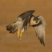 Peregrine Falcon