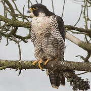 Peregrine Falcon