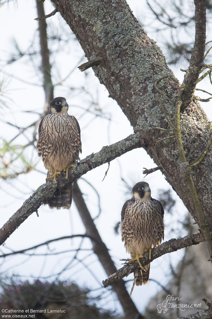 Peregrine Falconjuvenile, Behaviour