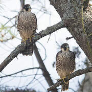 Peregrine Falcon