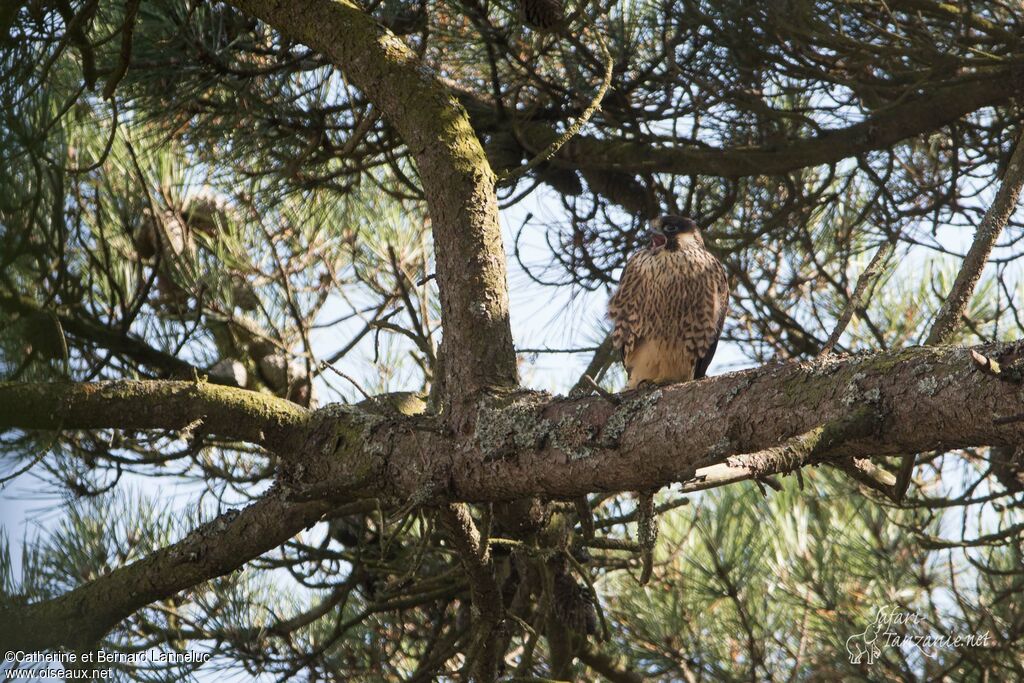 Peregrine Falconjuvenile