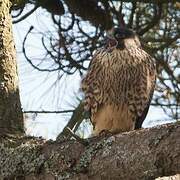 Peregrine Falcon