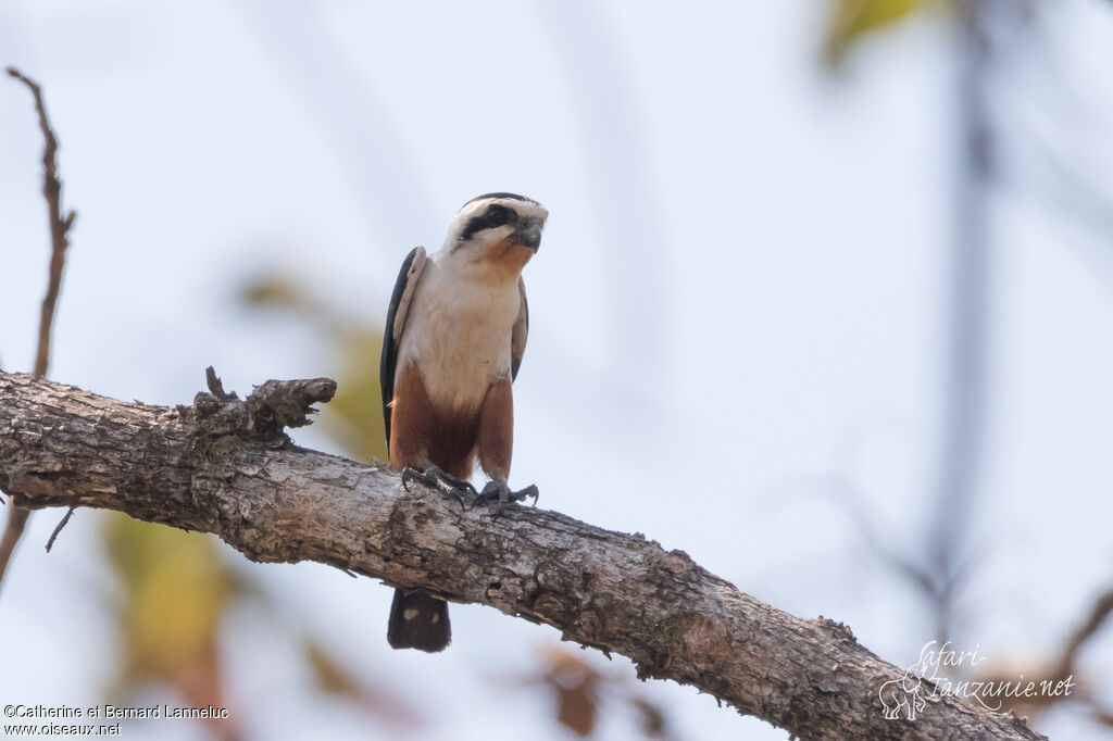 Collared Falconetadult, identification