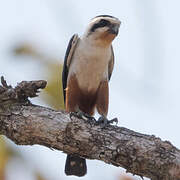 Collared Falconet