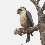 Collared Falconet