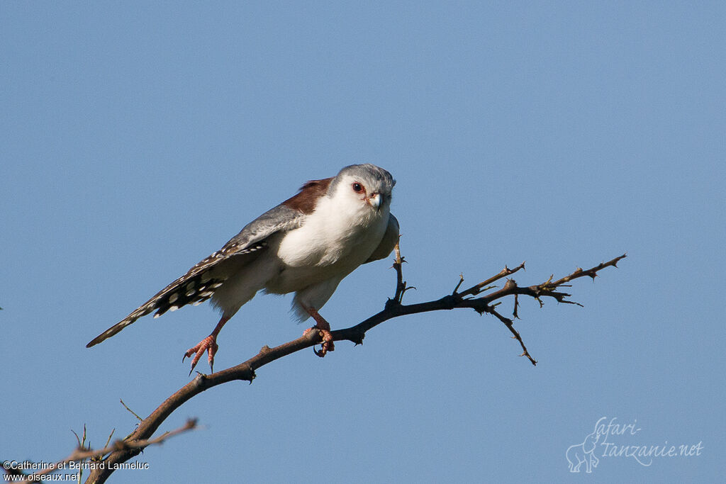 Pygmy Falcon female adult, Behaviour