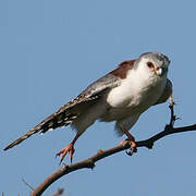 Pygmy Falcon