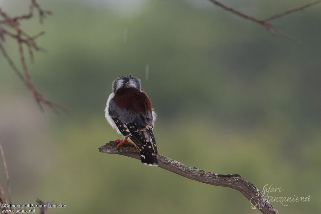 Pygmy Falcon female adult, Behaviour