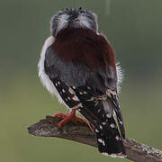 Pygmy Falcon