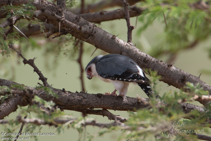 Pygmy Falcon male adult, fishing/hunting, eats