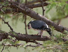 Pygmy Falcon