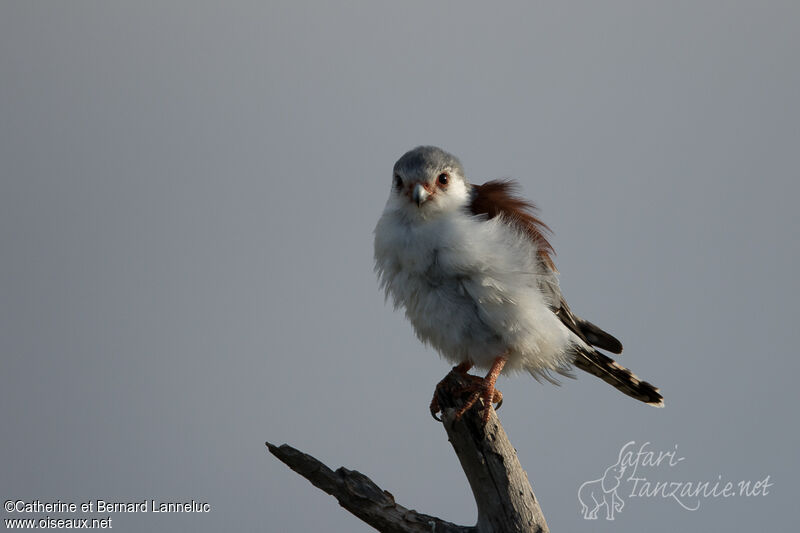 Pygmy Falcon female adult