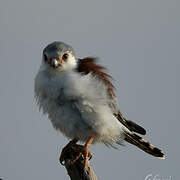 Pygmy Falcon