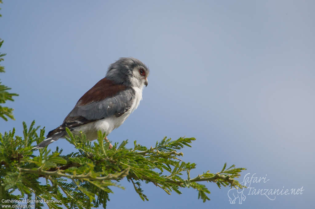 Pygmy Falcon female adult, Behaviour