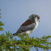 Pygmy Falcon