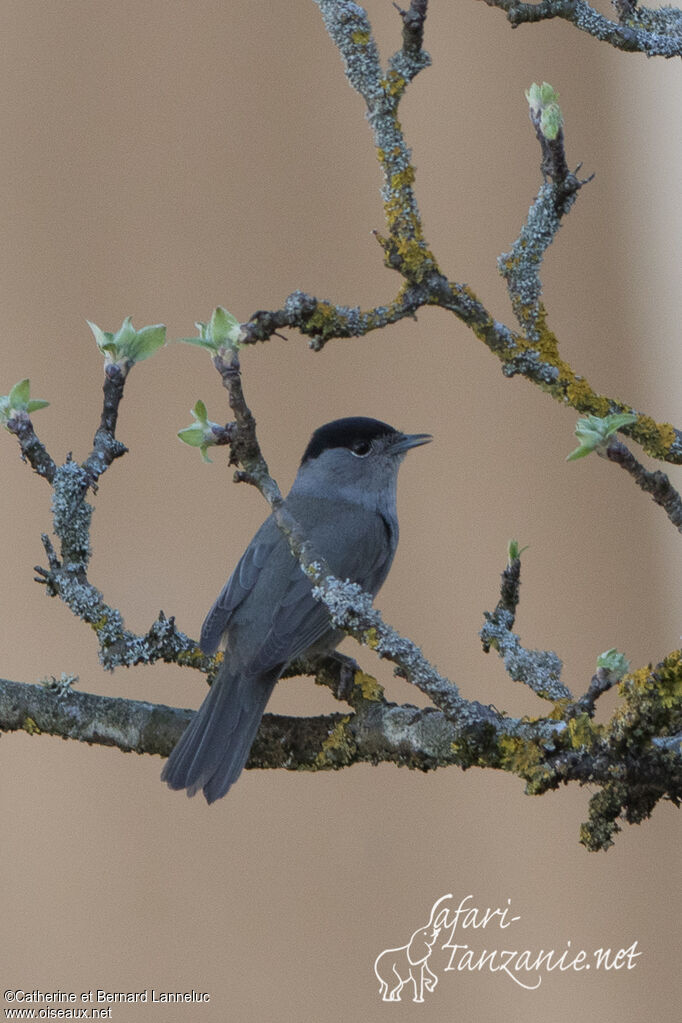 Eurasian Blackcap male