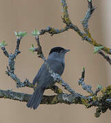 Eurasian Blackcap