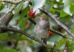 Eurasian Blackcap