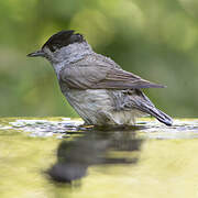 Eurasian Blackcap