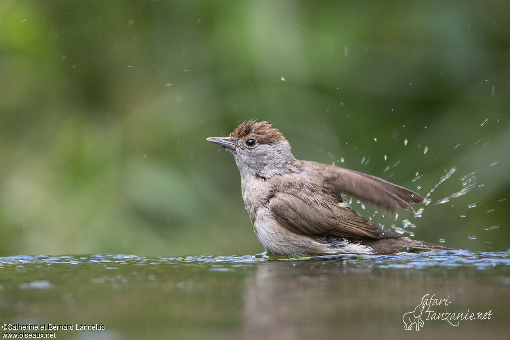 Eurasian Blackcap female adult, care