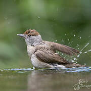 Eurasian Blackcap