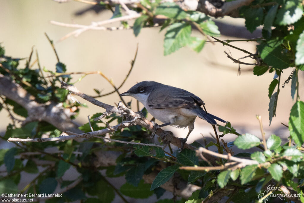 Lesser Whitethroatadult