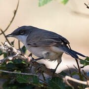 Lesser Whitethroat