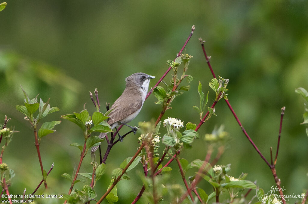 Lesser Whitethroatadult, Reproduction-nesting