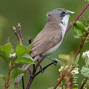 Lesser Whitethroat