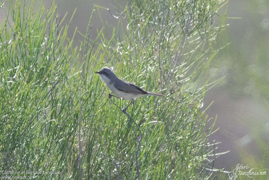 Fauvette de Humeadulte, identification