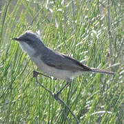 Hume's Whitethroat