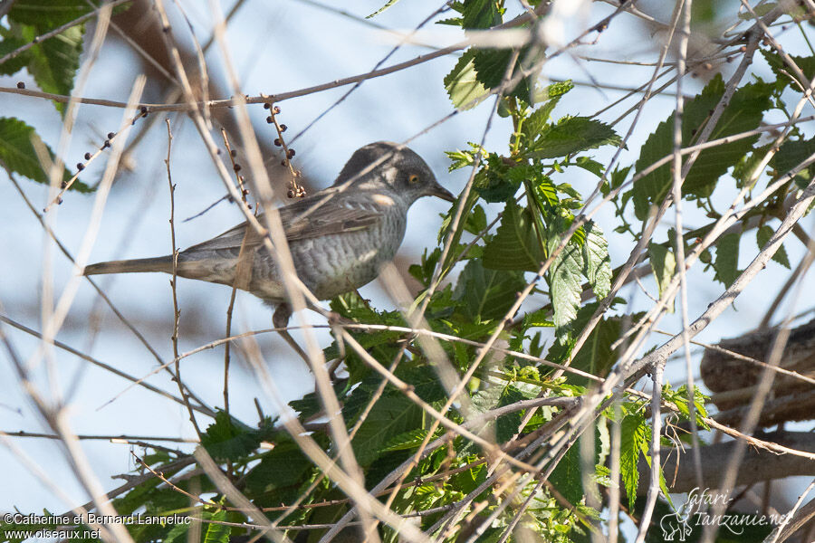 Barred Warbler male adult