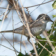 Barred Warbler