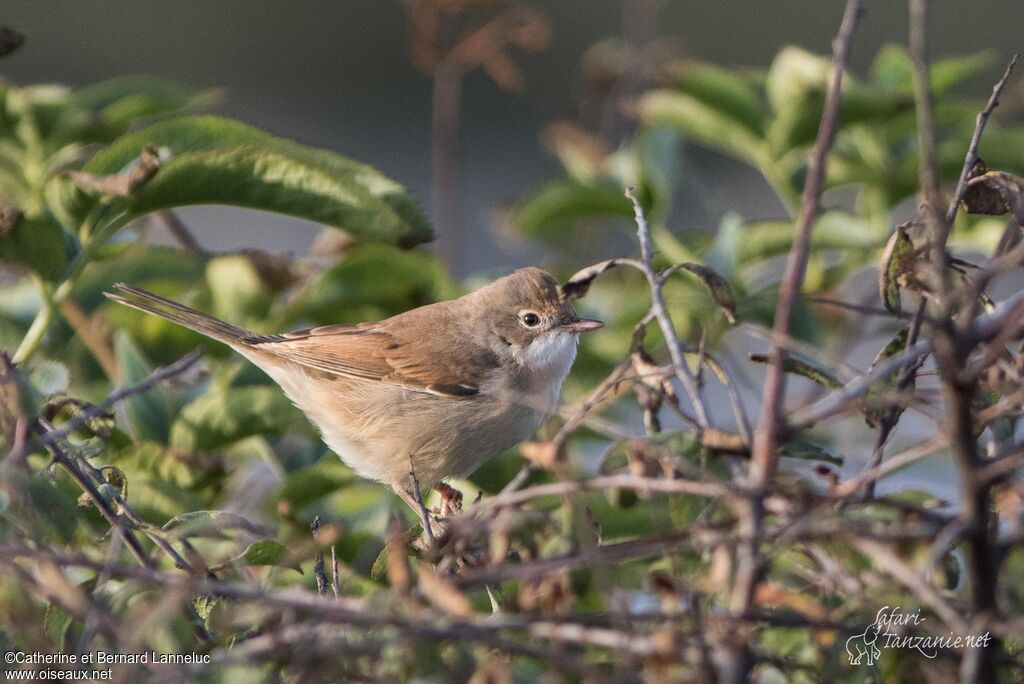 Common Whitethroatadult