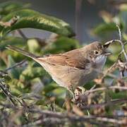 Common Whitethroat