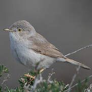 Asian Desert Warbler