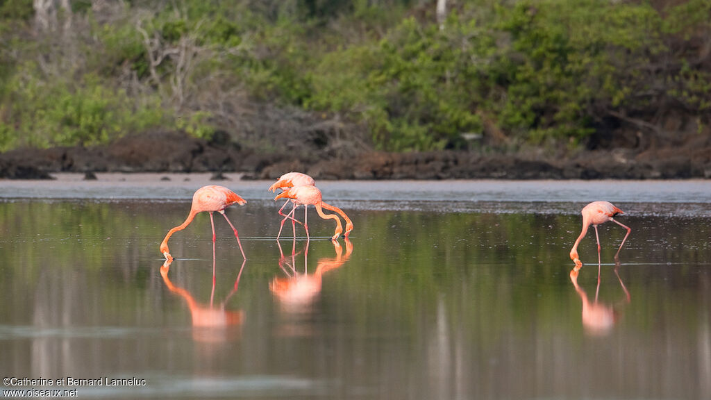 Flamant des Caraïbesadulte